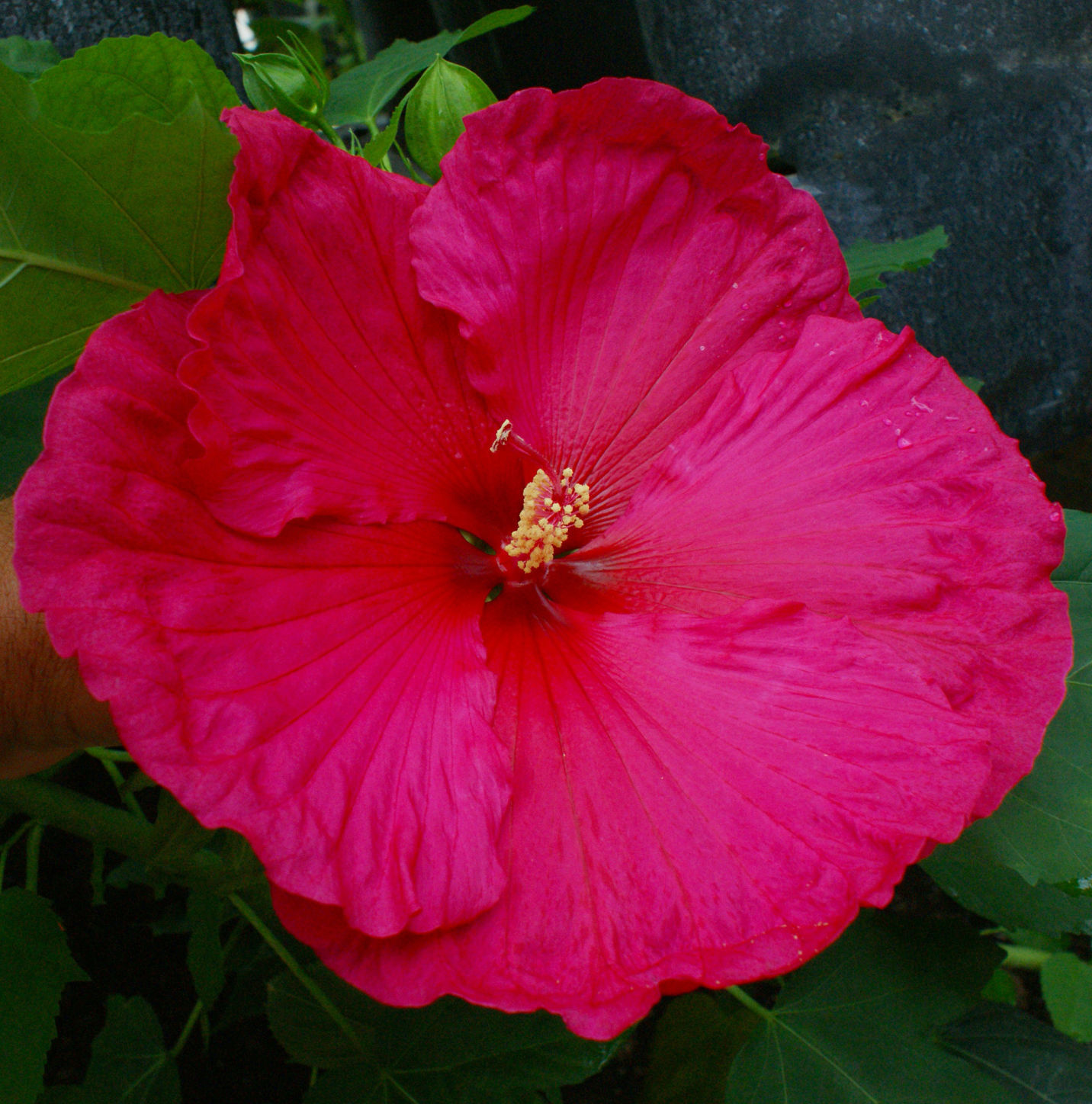 Hibiscus_CrepeSuzetteSummerSpice_JBerry.jpg